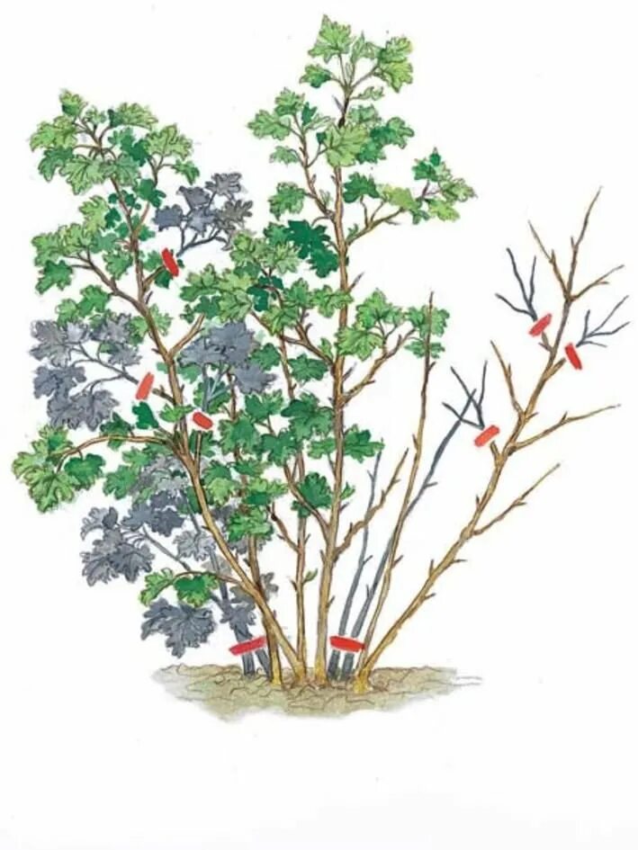 Смородина кистистая. Черная смородина ботаническая иллюстрация. Рисование куст смородины. Куст для детей. Куст смородины рисунок.