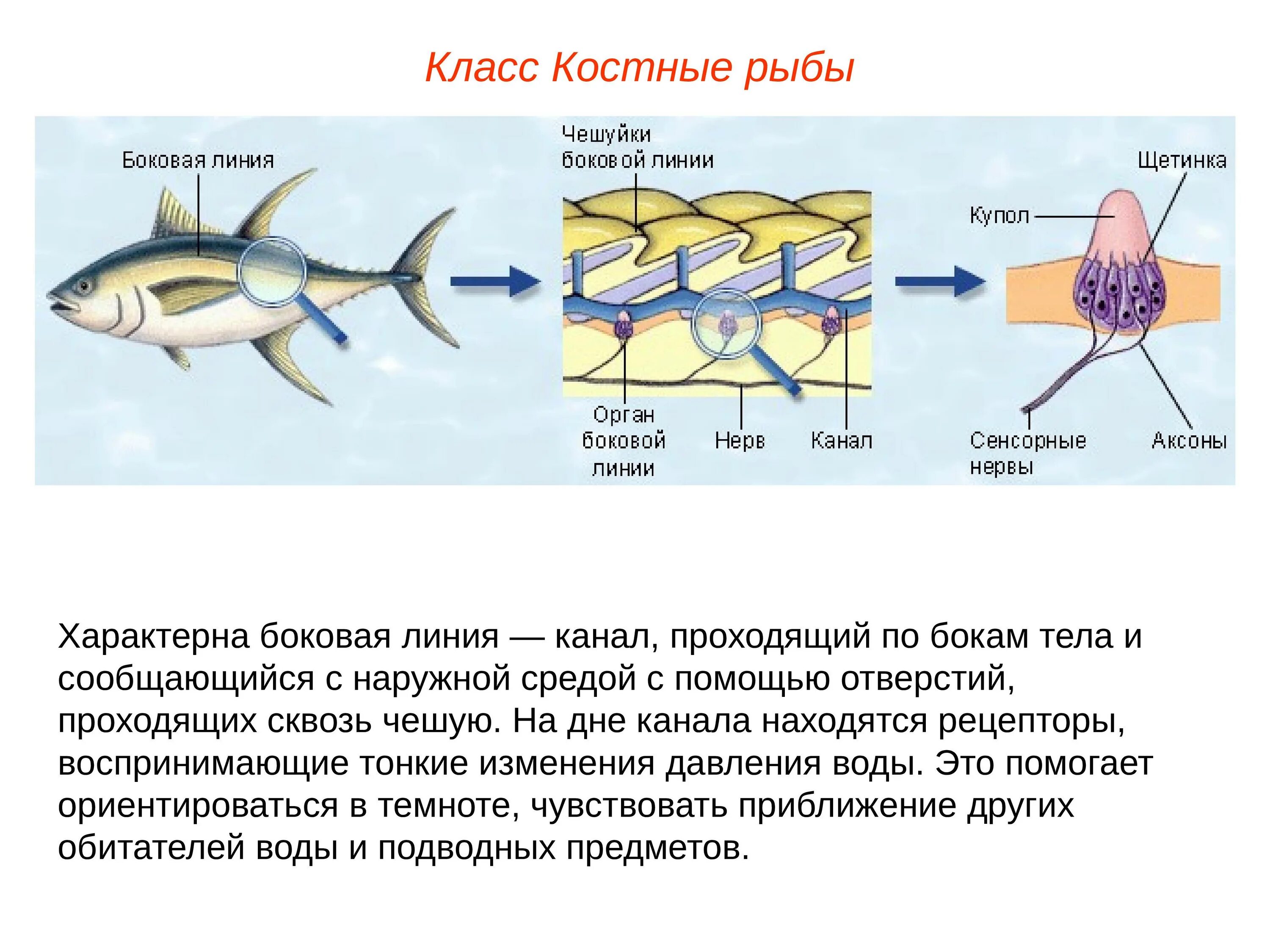 Органы боковой линии у каких рыб. Нервная система костных рыб таблица. Орган боковой линии костной рыбы. Нервная система костных рыб. Боковая линия у костных рыб.