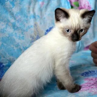 Тайские котята