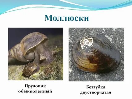 Среда обитания прудовика