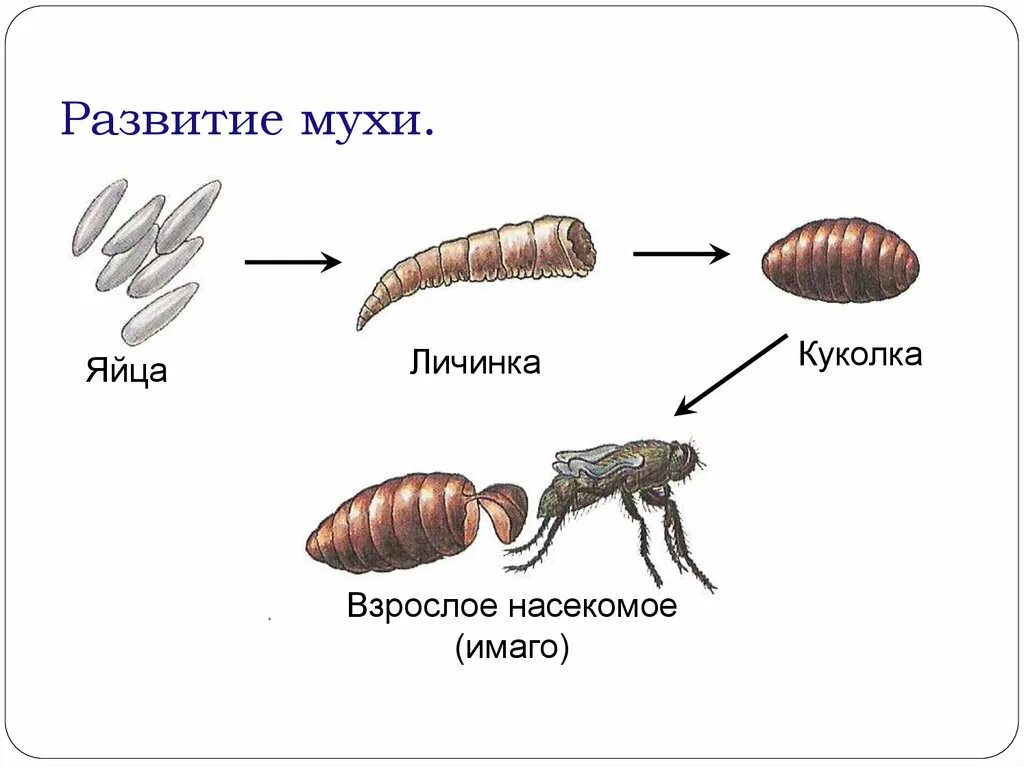 Развитие насекомых с полным и неполным превращением 7 класс. Стадии развития двукрылых. Стадии развития насекомых, развивающихся с полным превращением. Комнатная муха жизненный цикл. Строение двукрылых насекомых кратко.