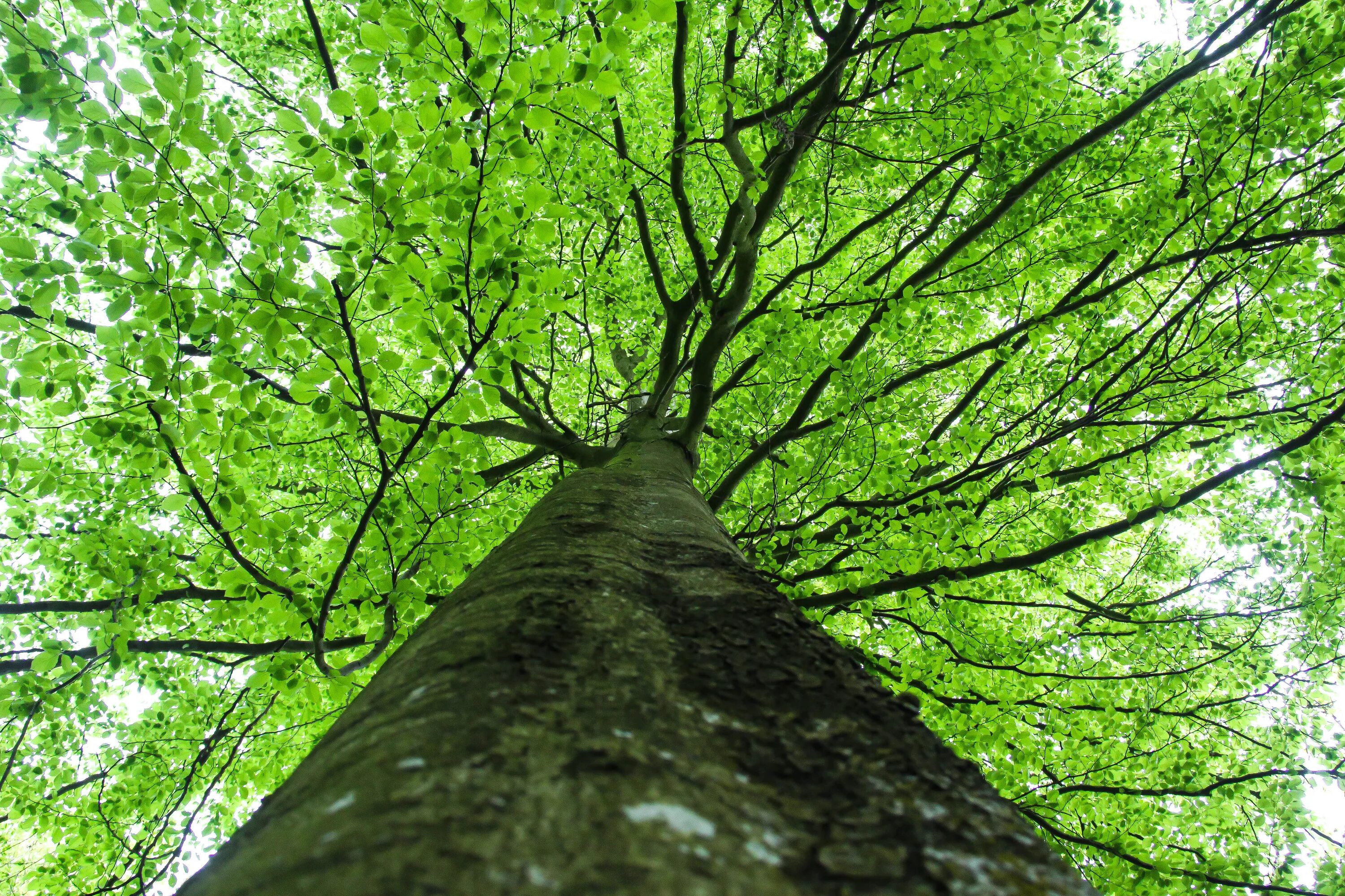 I see trees