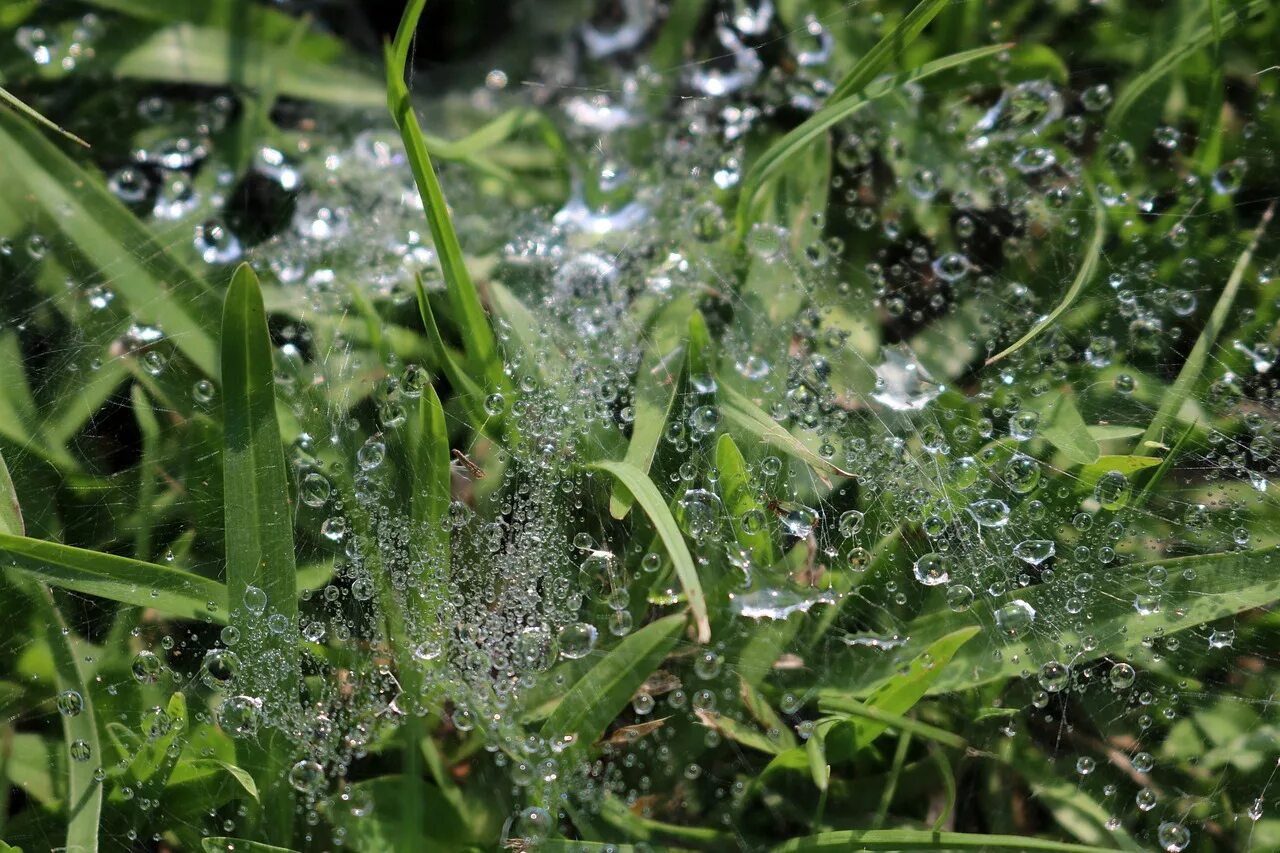 Чудская роса вода фото. Dew Drop pile. Ploaie. Роса падает