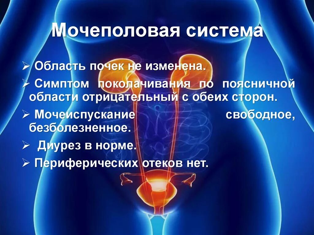 Мочеполовая система. Мочеполовая система женщины. Строение женской мочеполовой системы. Строение мужской мочеполовой системы.