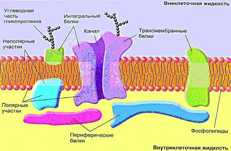 Строение клетки клеточная мембрана. Строение плазматической мембраны клетки. Схема строения плазматической мембраны. Строение плазматической мембраны клетки рисунок. Структура клетки плазматическая мембрана.