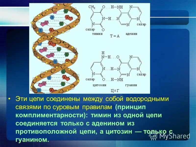 Биополимеры нуклеиновые кислоты