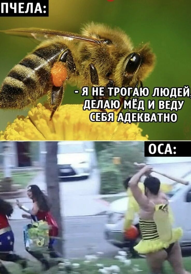 Скоро пойдет дождь пчелка. Смешная пчела. Пчела прикол. Мемы про пчел.