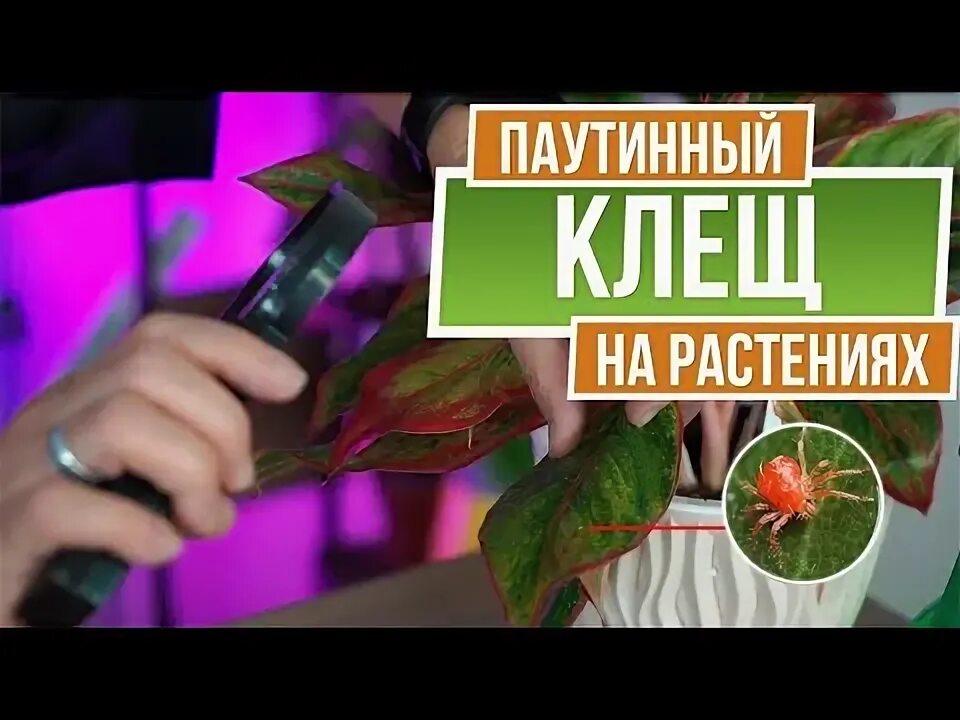 Обработка цветов от клеща комнатных. Средство от паутинного клеща на комнатных растениях. аполло от паутинного клеща. препараты от паутинного клеща на смородине.