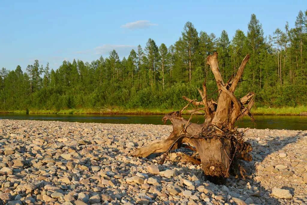 Коряги на берегу