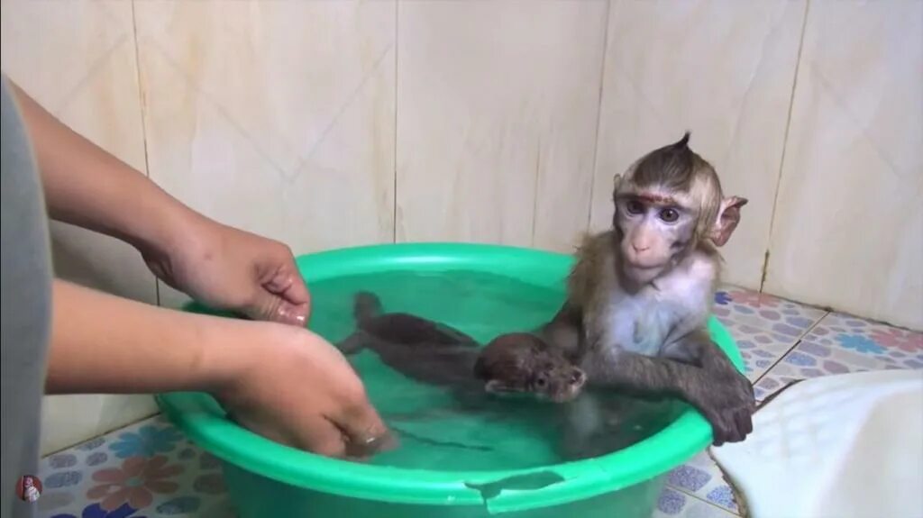 Обезьянка купается в ванной. Маленьких обезьянок купают. Маленькая обезьянка купается. Купание обезьян харламов