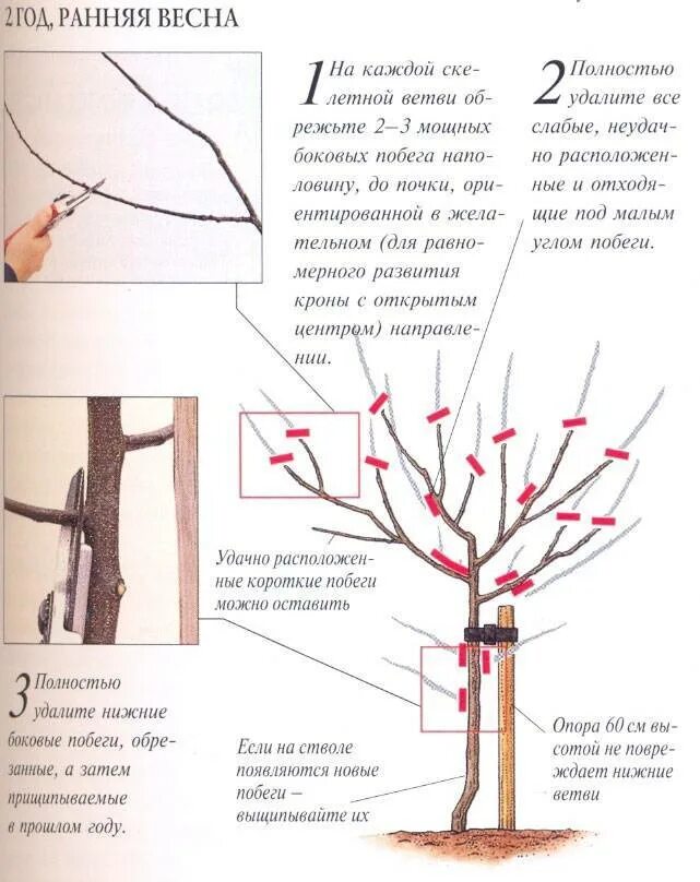 Правильная обрезка плодовых деревьев весной. Обрезать абрикос весной. Обрезка деревьев схема. Схема обрезки плодовых деревьев осенью. Принципы обрезки плодовых деревьев схема.