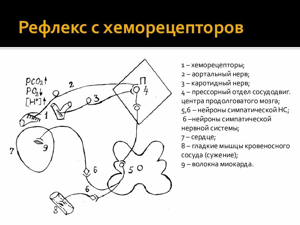 Р рефлекс. Рефлекторная дуга с хеморецепторов. Рефлекторная дуга рефлекса Циона Людвига. Схема рефлекторной дуги хеморецепторов. Рефлекторная дуга рефлекса с хеморецепторов.