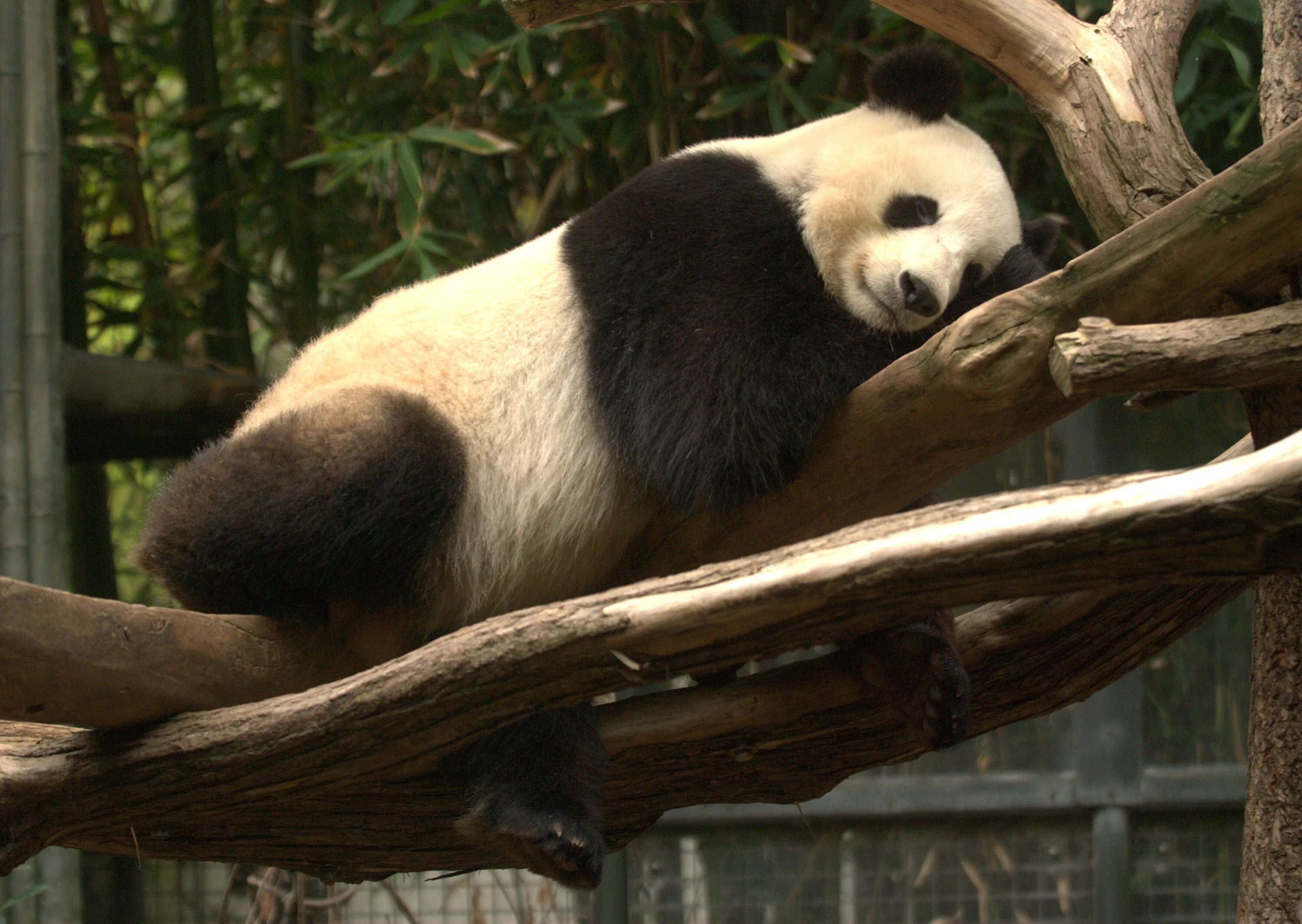 Panda 0