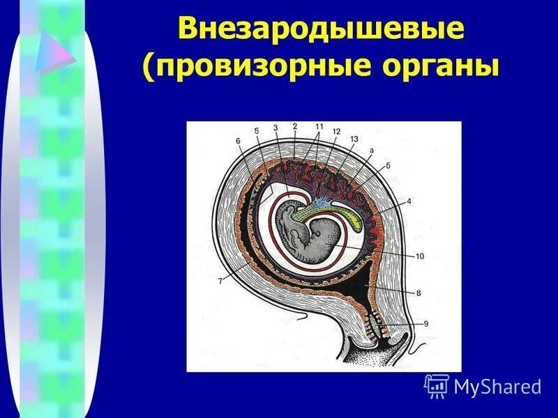 Развитие внезародышевых органов