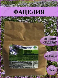 Фацелия сидерат фото и описание
