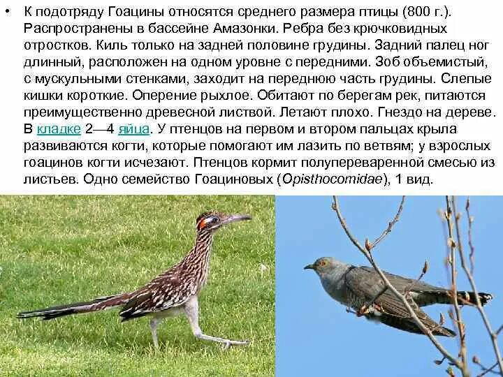 К какому классу относят исчезающих попугаев
