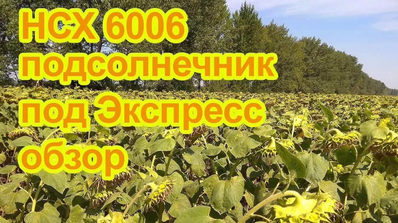 Нсх 6008 гибрид подсолнечника. Подсолнечник под экспресс. подсолнечник нсх 8003. нсх 6006 гибрид подсолнечника описание сорта.