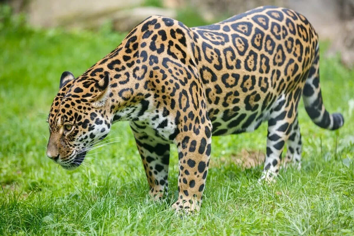 Ягуар Panthera onca. Амазонский Ягуар. Ягуар животное. Ягуар Южная Америка.