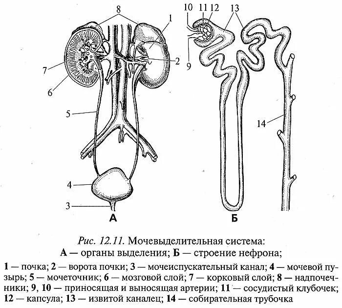 Парные органы выделения. Мочевыделительная система нефрон. Строение почки, нефрона, мочевыделительной системы. Рис строение почки и нефрона. Нефрон почки анатомия.