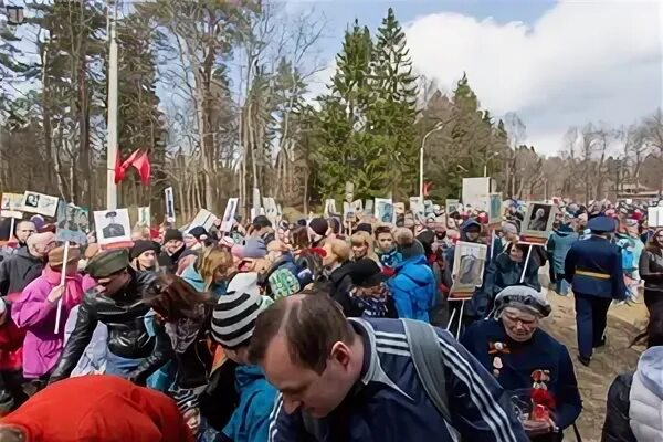 9 Мая в Зеленогорске СПБ. 9 Мая Зеленогорск. Зеленогорский городской сайт