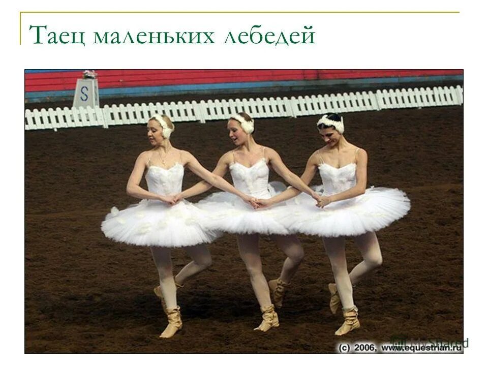 мужчины танцуют танец лебедей. прикольные танцы маленьких лебедей. прикольные танцы маленьких лебедей. мужской танец лебедей. лебединое озеро мужчины танцуют.