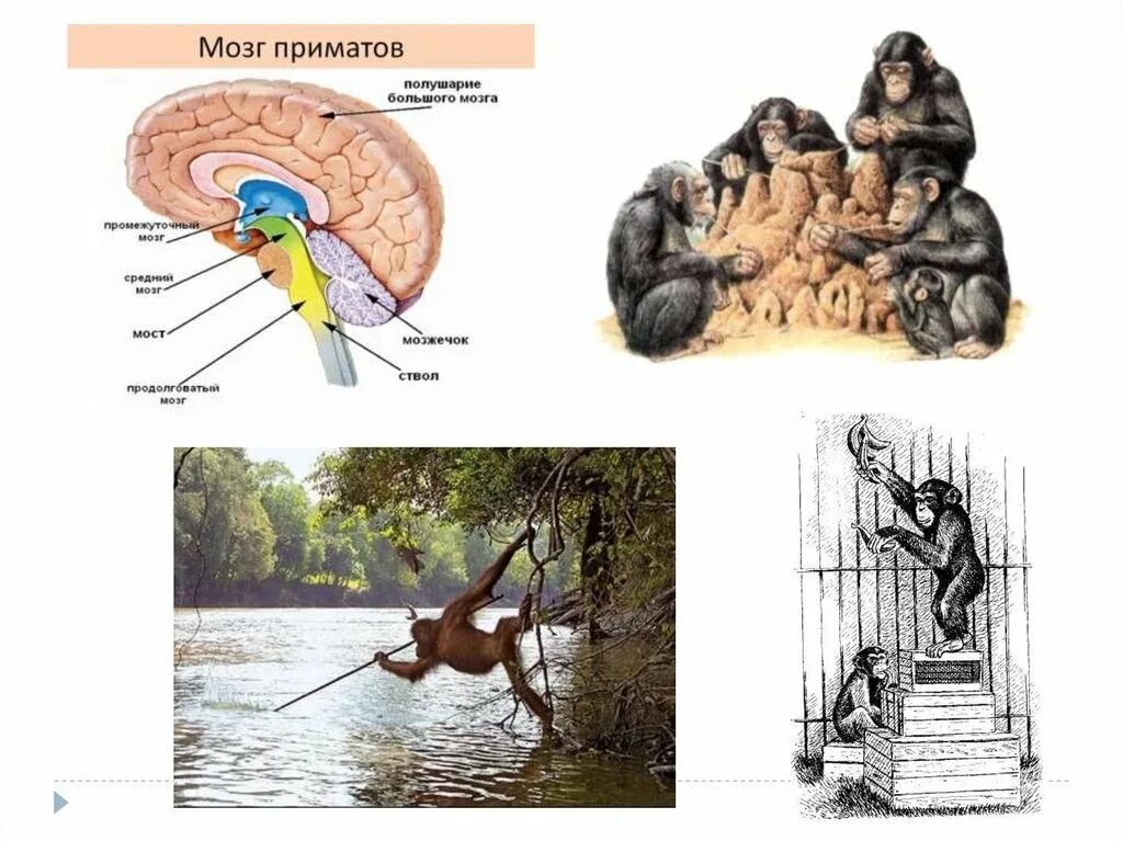 Какой мозг у приматов. Строение приматов. Приматы презентация. Внутреннее строение обезьяны. Приматы презентация 7 класс биология.