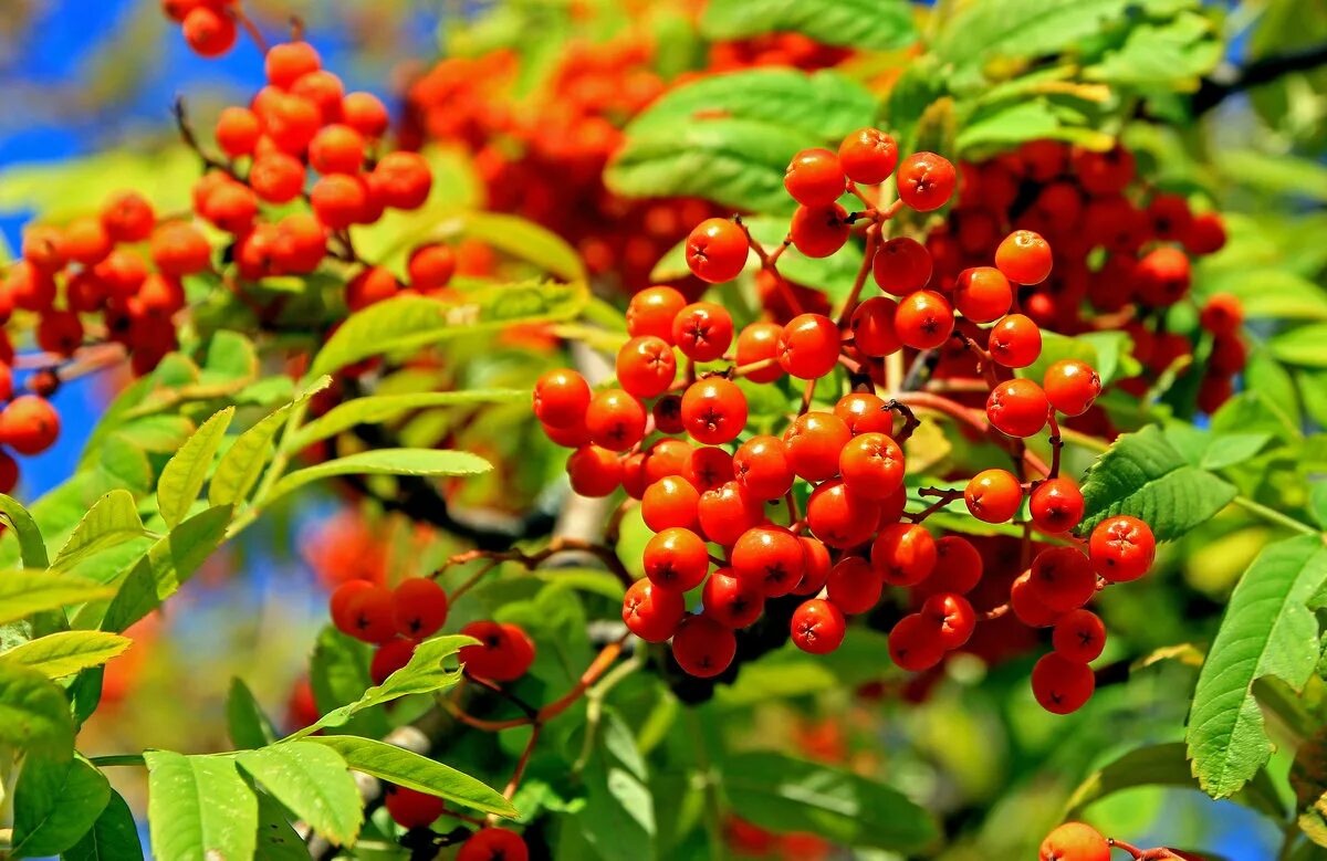 Sorbus aucuparia edulis (рябина обыкновенная). Рябина крона. Рябина красная. Рябина красная дерево. Ярко красная рябина