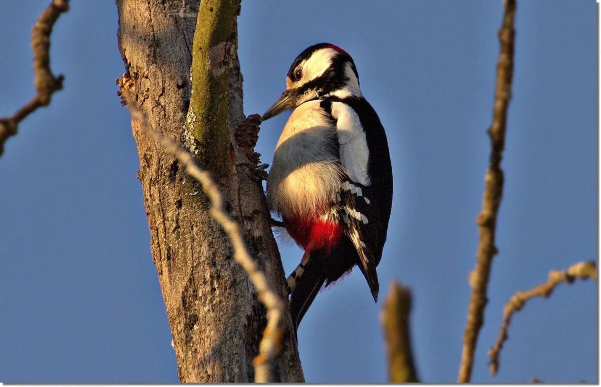 пестрый дятел сосновую шишку. дятел с шишкой. большой пестрый дятел самка.