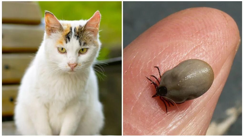 Protect Your Pets from Ticks This Spring! - Emtec Pest Control