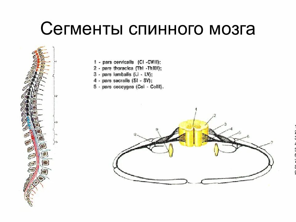 В спинном мозге выделяют. Сегмент спинного мозга анатомия. Схема сегментарного строения спинного мозга. Сегментарное строение спинного мозга анатомия. Сегмент спинного мозга анатомия рисунок.