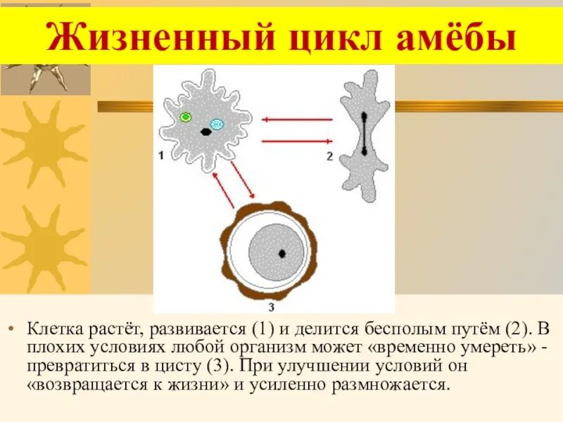 Растущие клетки. Как растет клетка. Как клетка растёт и развивается. Как делятся клетки растущего организма. Клетка способная захватывать