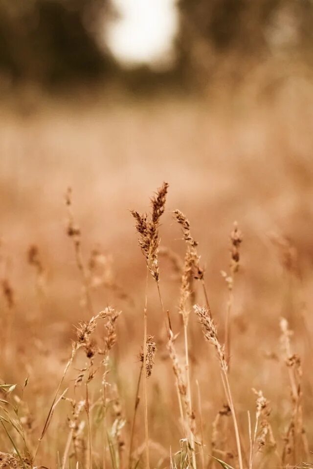 Сухая картинка. Сухая трава. Природа в бежевых тонах. Поле сухой травы. Засохшая трава.