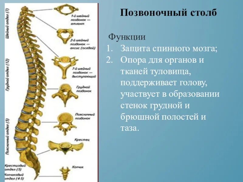 Определите отделы позвоночника. Скелет позвоночного столба состоит из. Спинной позвоночник человека строение и функции. Позвоночный столб анатомия строение. Строение скелета отделы позвоночника.