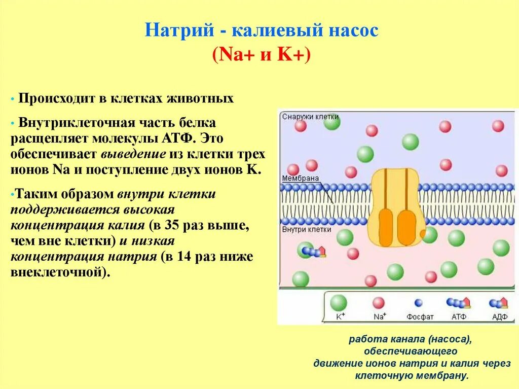 Атф канал. Натрий калиевый насос АТФ. Ионный канал калий натриевый насос. Калиево натриевый насос клетки.