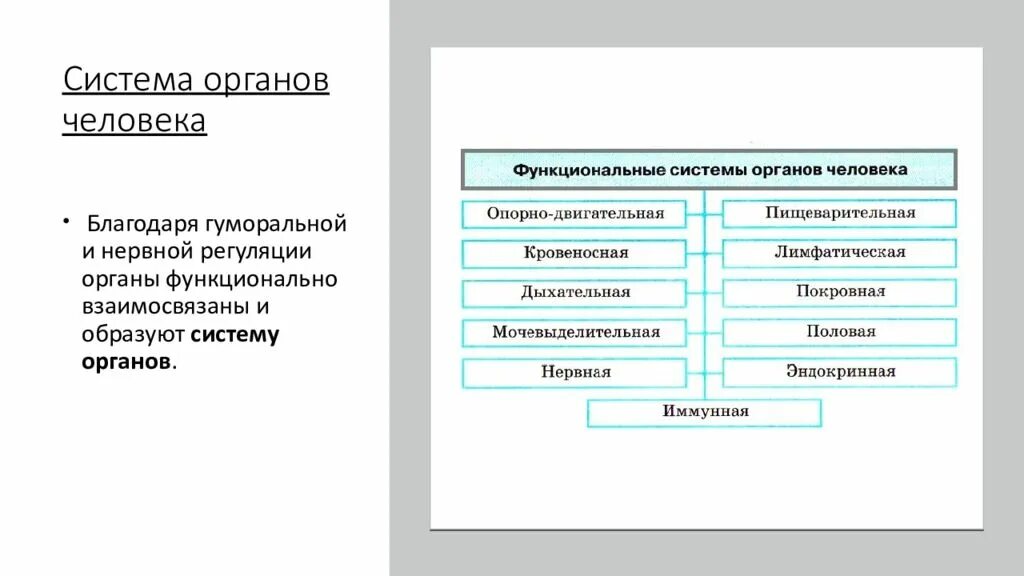Функциональная система внутренних органов