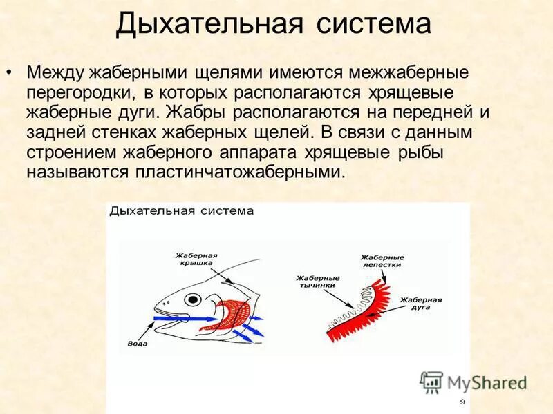 внутреннее строение рыбы дыхательная система. строение рыбы клоуна. жабры костных рыб строение. где расположены жабры у рыбы. строение рыбы.