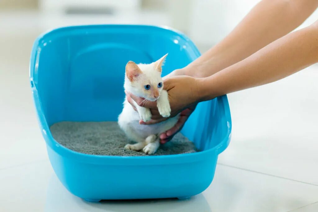 Котенок мяукает туалет. Лоток для котят. Кот в лотке. Котик убирающий лоток. Лоток для котят маленький.