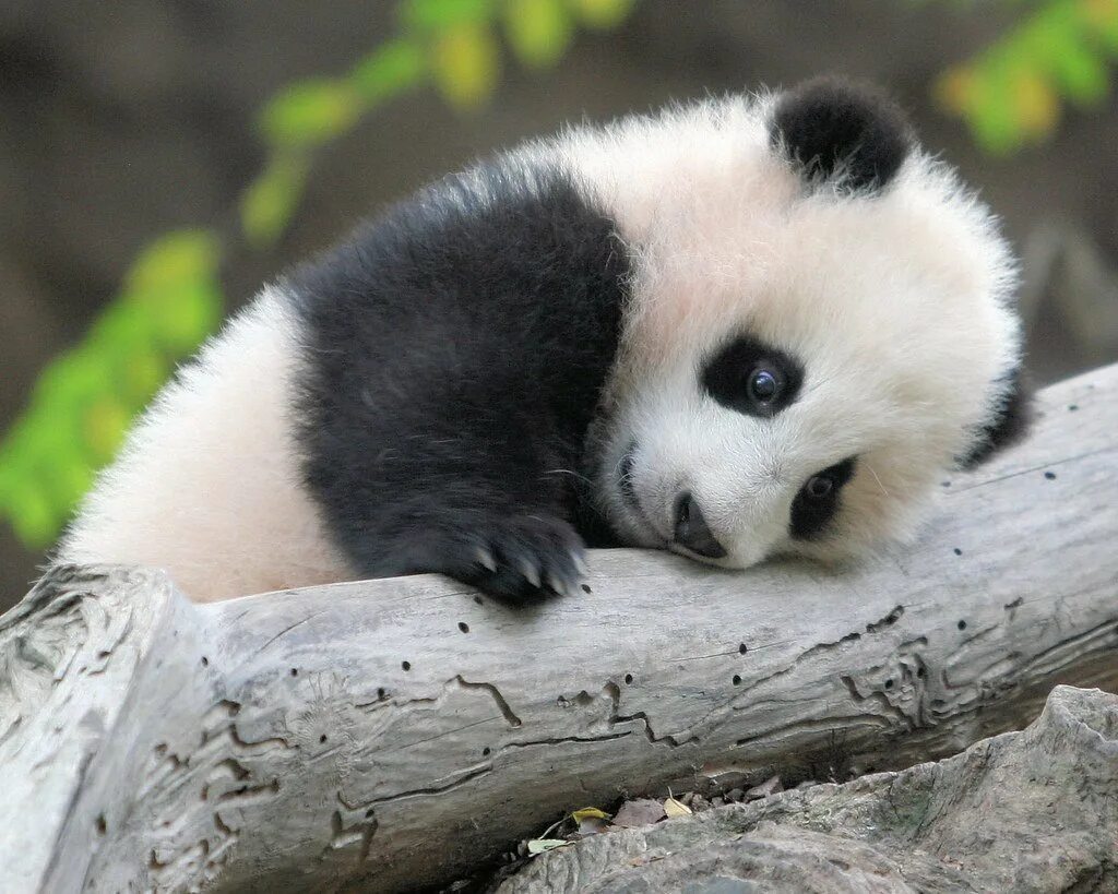 Животные Панда. Бейби Панда. Милые панды. Маленькая Панда. Картинка милой панды