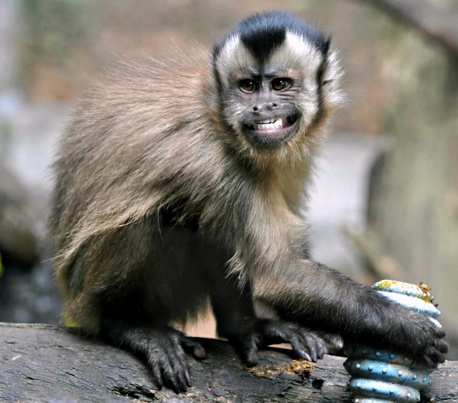 Monkey calling