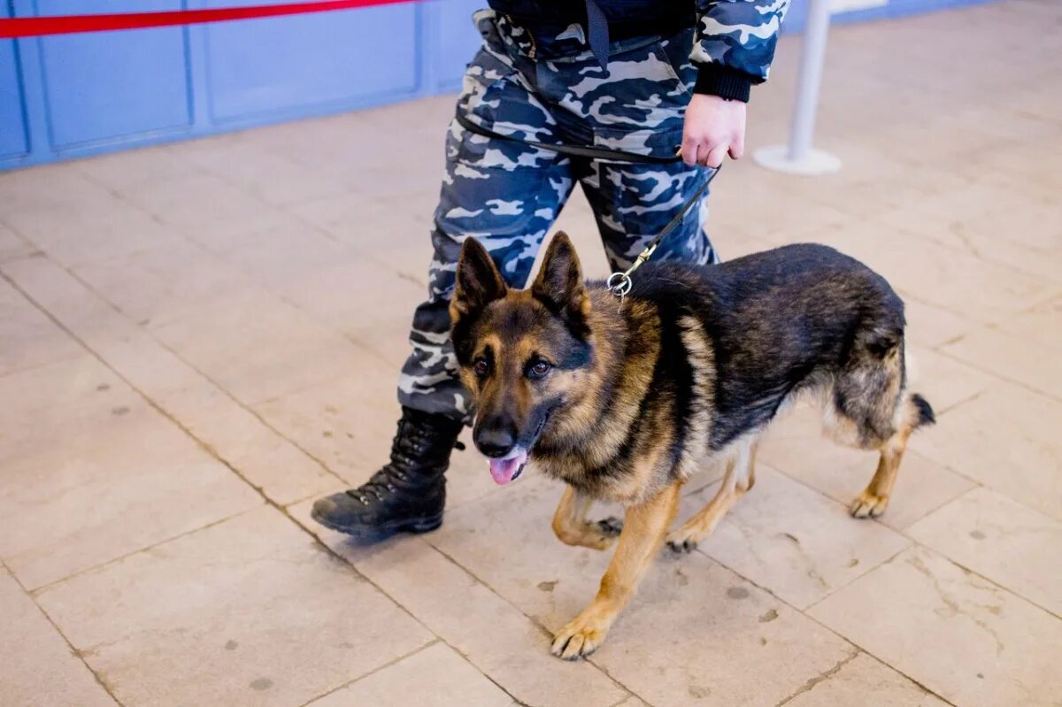 Что нужно чтобы стать кинологом
