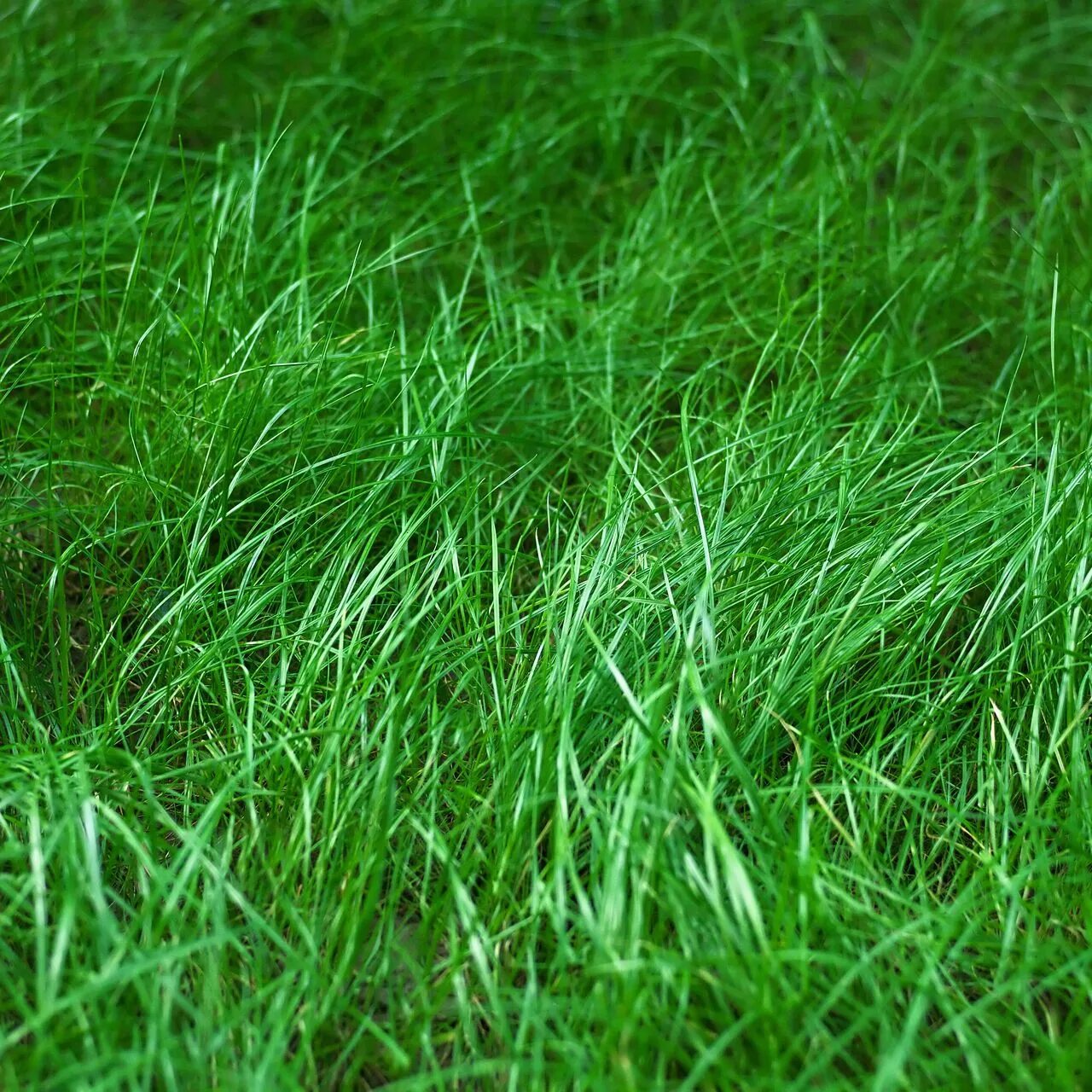 Трава поле. Длинная зеленая трава. Поле с высокой травой. Природа зелень. Трава фон.