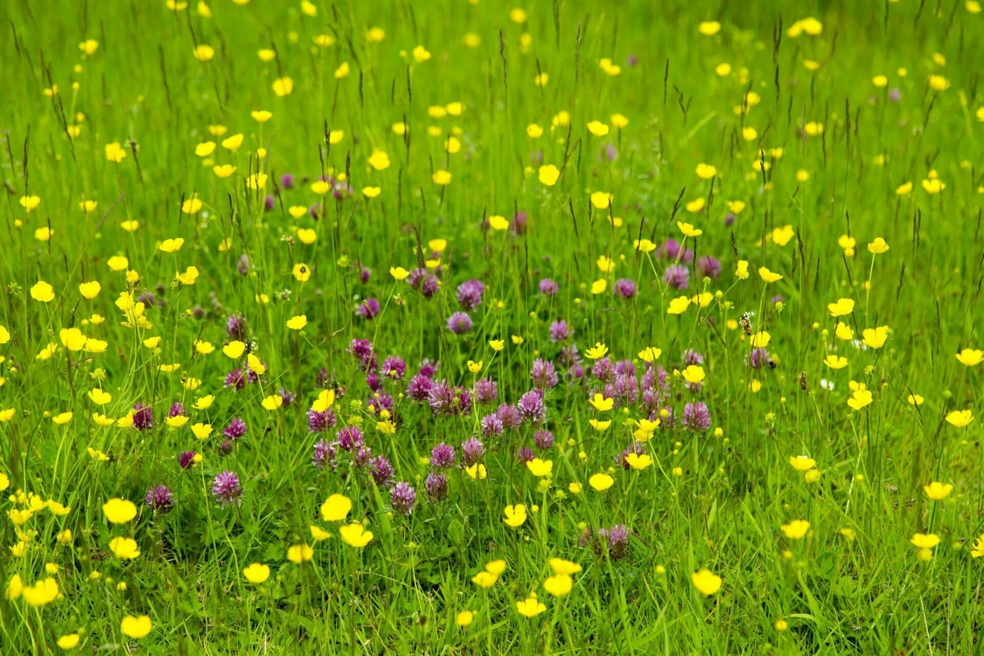 Луговой газон фото. Green Meadow Цветущий мавританский газон. Трава луг. Цветущий луг. Поляна с цветами.