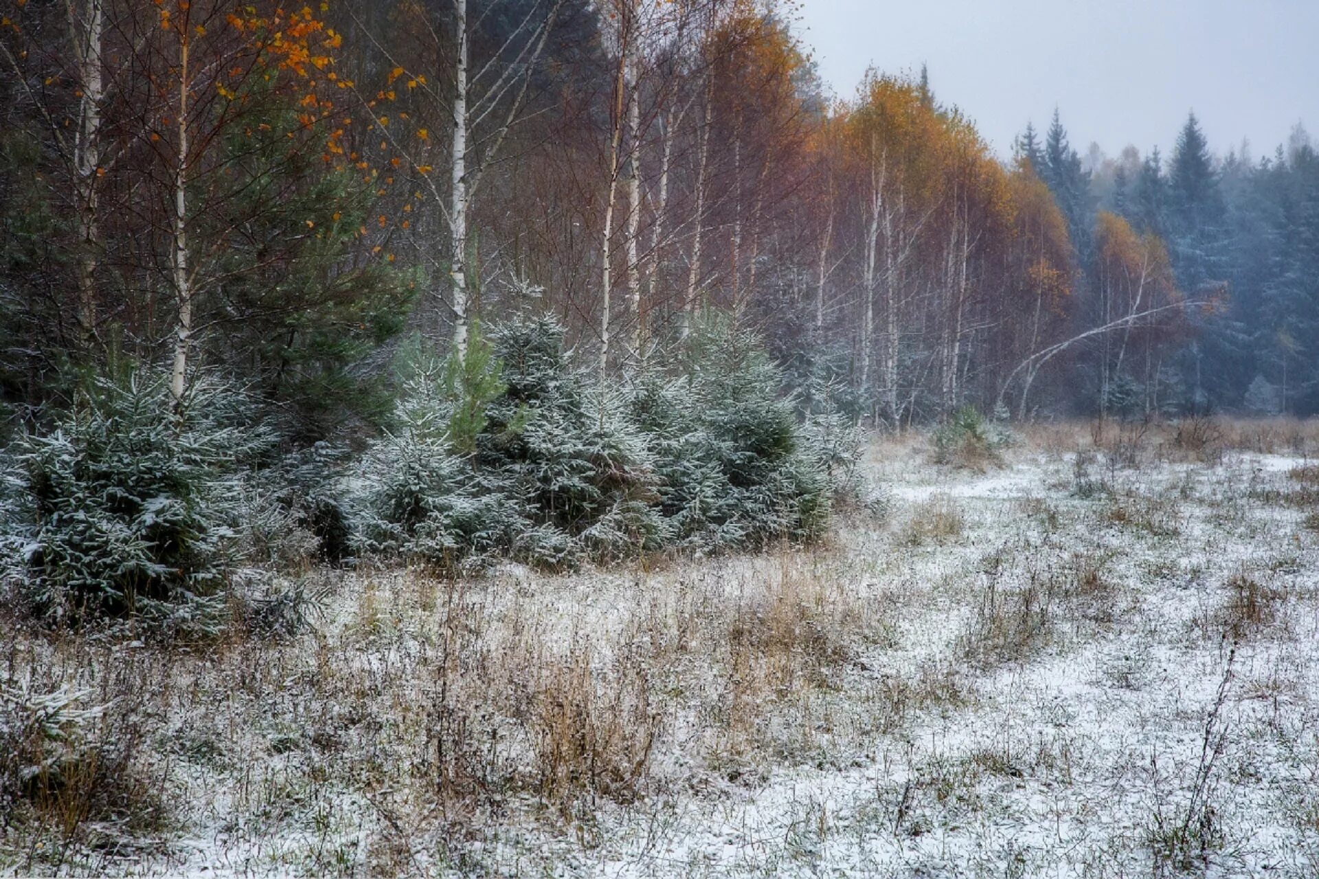 Первый снег в лесу. Осень в тайге. Лес в ноябре. Поздняя осень. Березовая ель