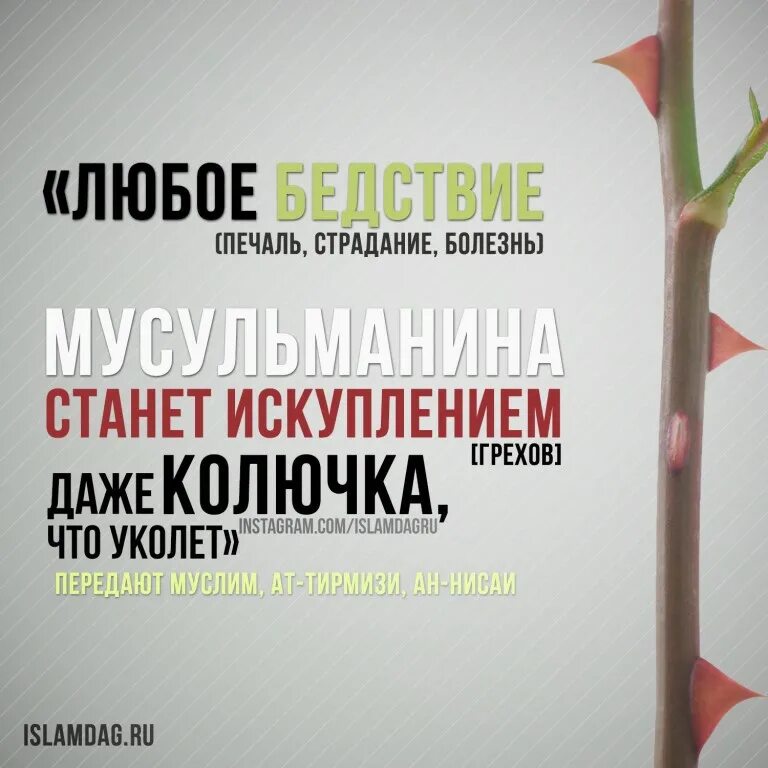 хадис про родственные связи. хадисы про болезнь. хадисы достоверные. хадисы про болезнь. даже колючка хадис.