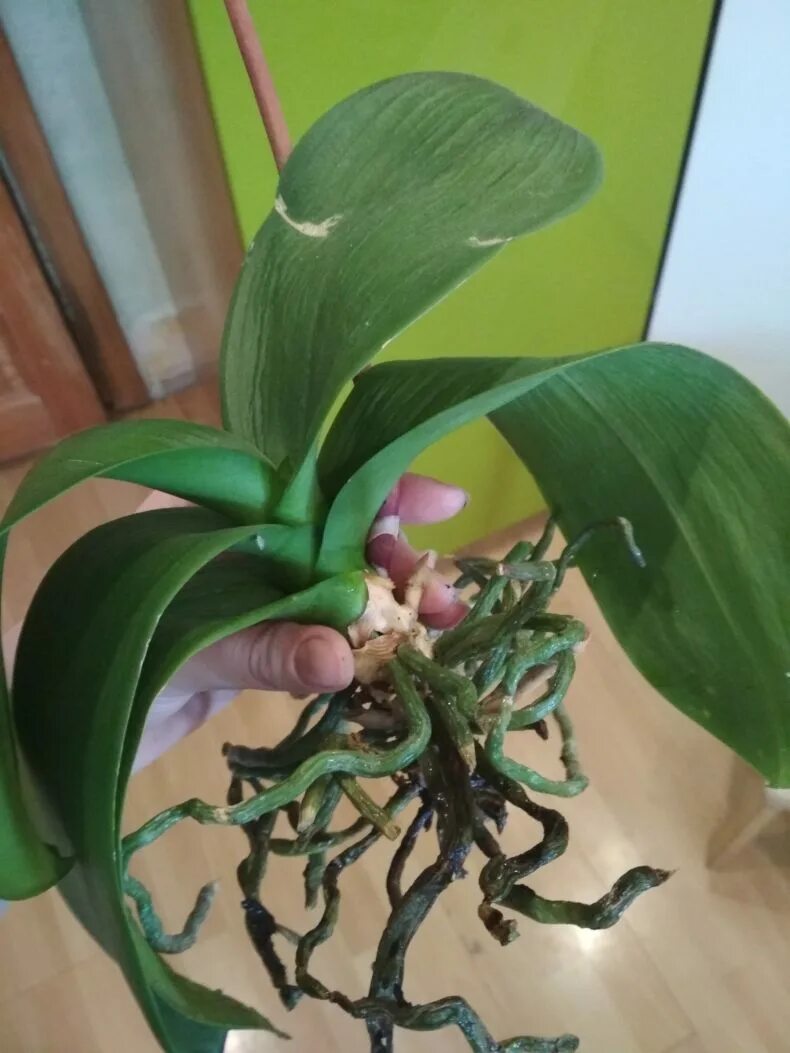 Новые корни орхидеи. Орхидея фаленопсис корни. Цимбидиум; Пафиопедилум; Каттлея.. Зигопеталум Орхидея. Орхидея фаленопсис листья.