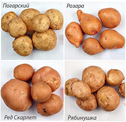 Виды картофеля фото и названия Сорта картофеля для Сибири на 2022 год: самые лучшие