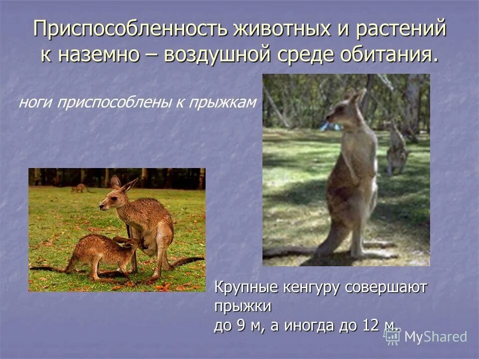 Как приспособились к наземно воздушной среде обитания. Приспособление организмов к наземно-воздушной среде. Приспособления животных к наземно-воздушной среде. Как приспособились к наземно воздушной среде обитания. Приспособление организмов к наземно-воздушной среде.