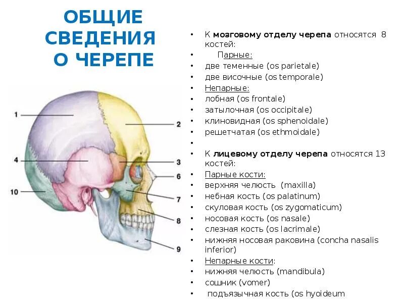 К какому отделу черепа относится височная кость. Строение костей мозгового отдела черепа. 1. Кости мозгового и лицевого отдела черепа. Клиновидная кость к какому отделу черепа относится. Парной костью являются