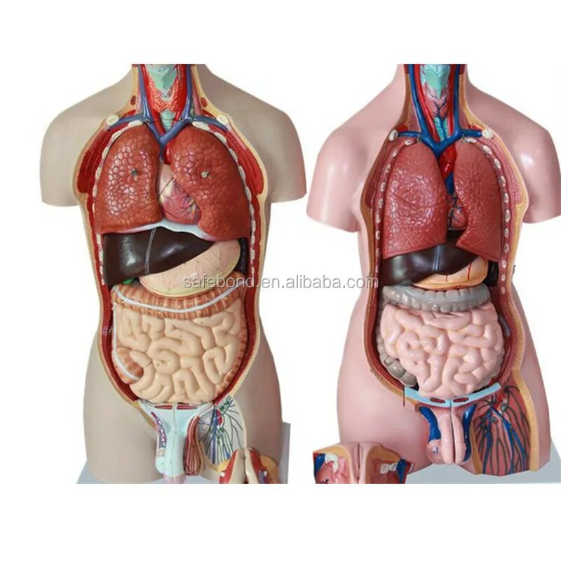 Модель органов человека. Модель человека с внутренними органами. Внутренние органы человека модел. Модель человека анатомия тела внутренние органы. Человеческие органы фото.