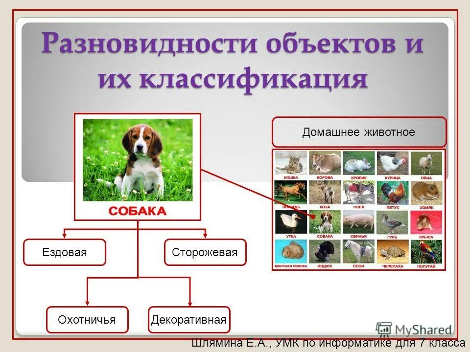 систематика животных собака